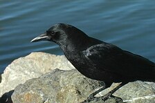 crow 2.jpg
